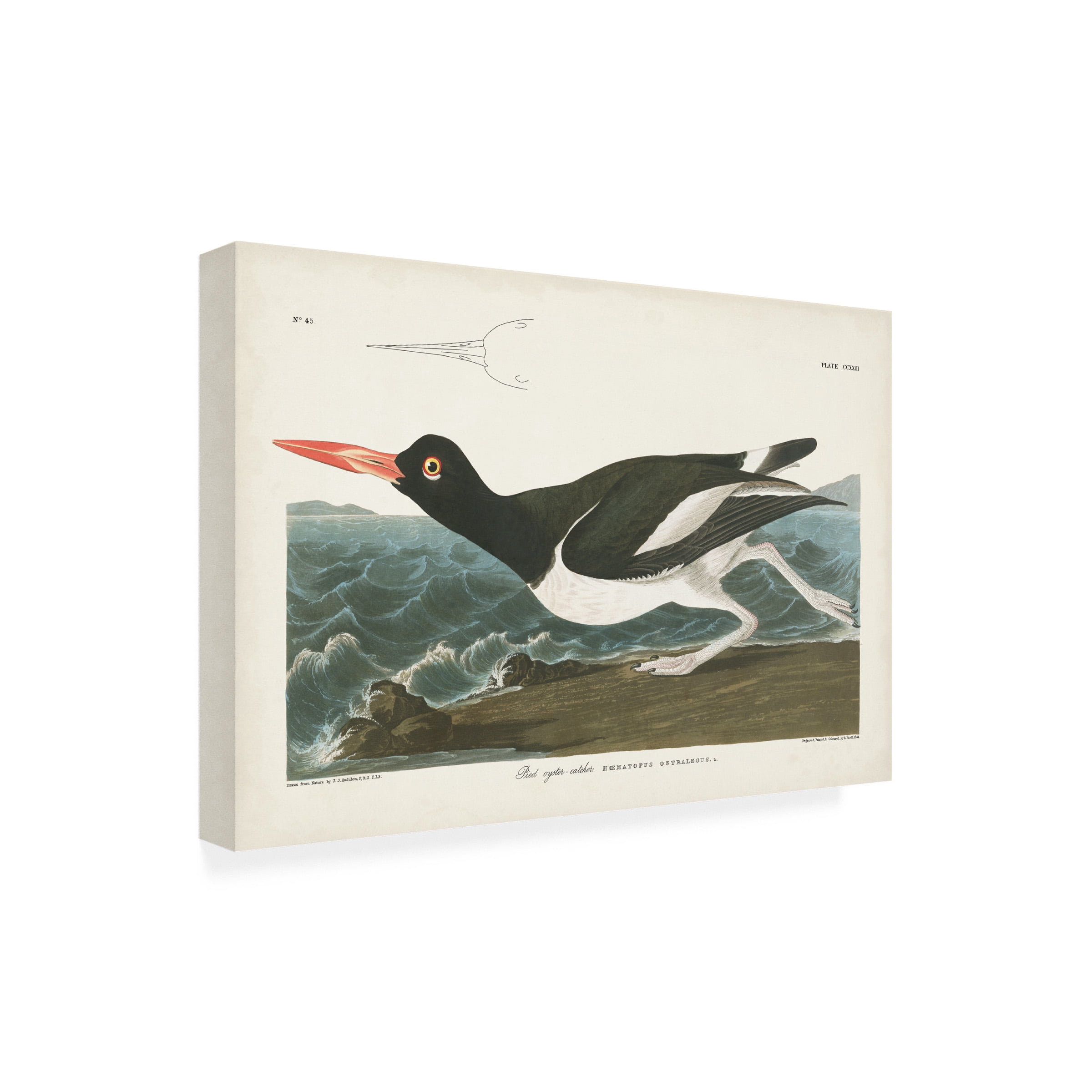 John James Audubon 'Pied Oyster Catcher' Canvas Art