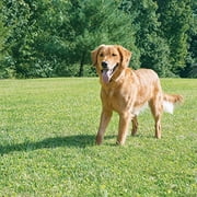 PetSafe IF-300 1/2 Acre Radius Wireless Pet Containment System