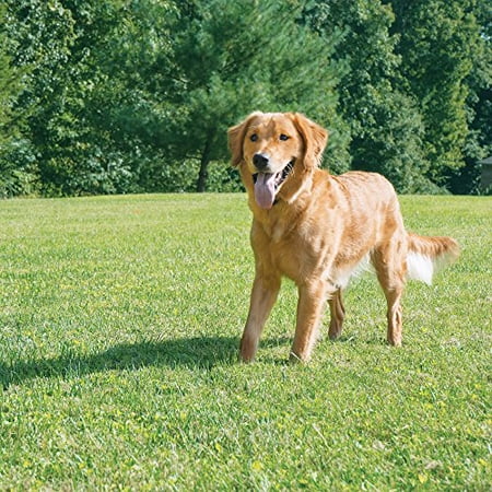 PetSafe IF-300 1/2 Acre Radius Wireless Pet Containment System