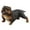 Black D, variant on Giunmcul Tax Free Weekend Simulation Puppy Model Simulation Vicious Dog Decoration Puzzle Model