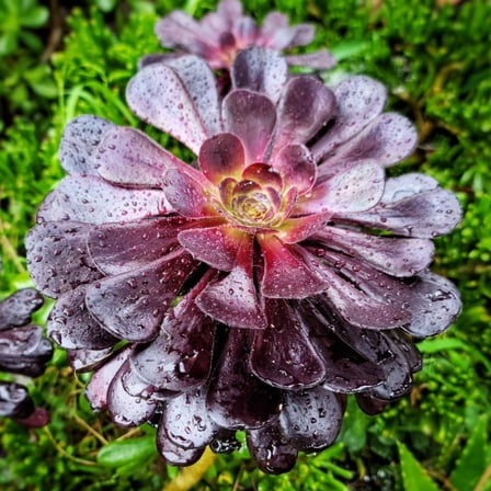 Aeonium Black Rose, Live Succulent in 4'' Pot