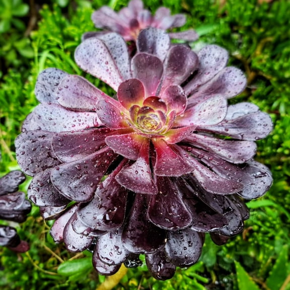 Aeonium Black Rose, Live Succulent in 4'' Pot