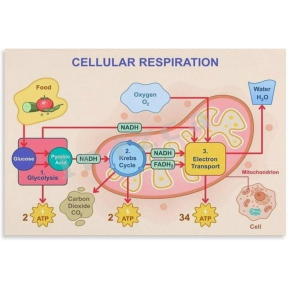 Cellular Respiration Poster Classroom Education Wall Decor (1) Canvas Painting for Living Room Bedroom Decor