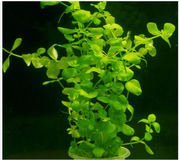 25 Bacopa Live Aquarium Plants – Freshwater Stem Plants for Aquascaping