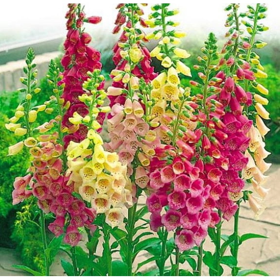 Excelsior Mix Foxglove - Digitalis purpurea - Live Plant - Quart Pot