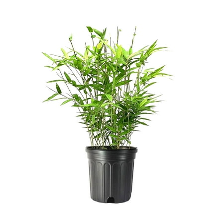 Golden Goddess Hedge Bamboo Plant - 1 Live Plant - Bambusa Multiplex - 6 Inch Pot - Non-invasive Clumping