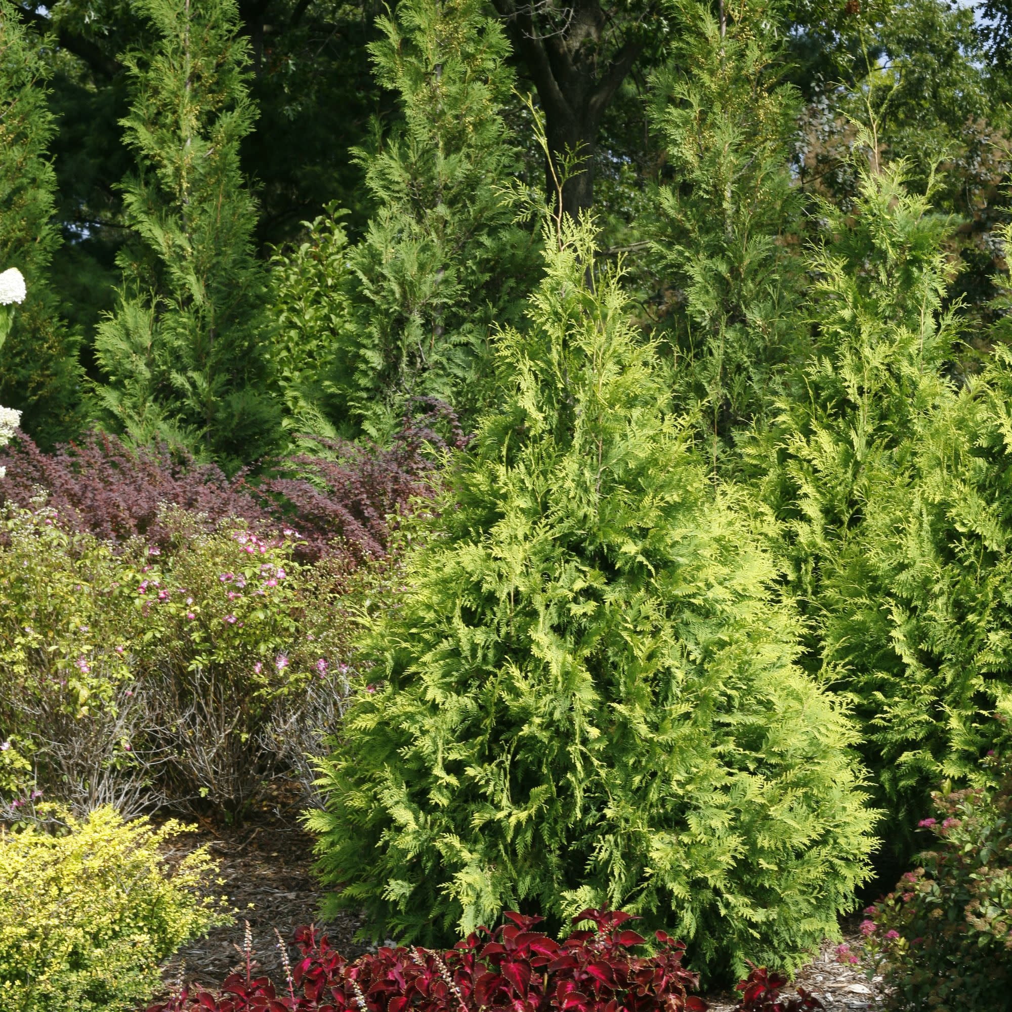 Proven Winners ColorChoice 5" Yellow Polar Gold Arborvitae Live Plant in 4.5" Pot (4 Count)