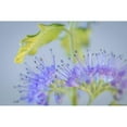 thumbnail image 3 of Mahan, Kathy 24x17 Black Modern Framed Museum Art Print Titled - Caryopteris IV, 3 of 5