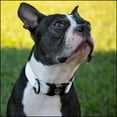 thumbnail image 2 of Country Brook Petz® Premium Nylon Dog Collar with Metal Buckle for Small Medium Large Breeds (Small, 3/4 Inch, White), 2 of 6