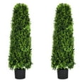 thumbnail image 4 of Bornbridge 4' Tower Tree - English Boxwood - 2 Pack, 4 of 4