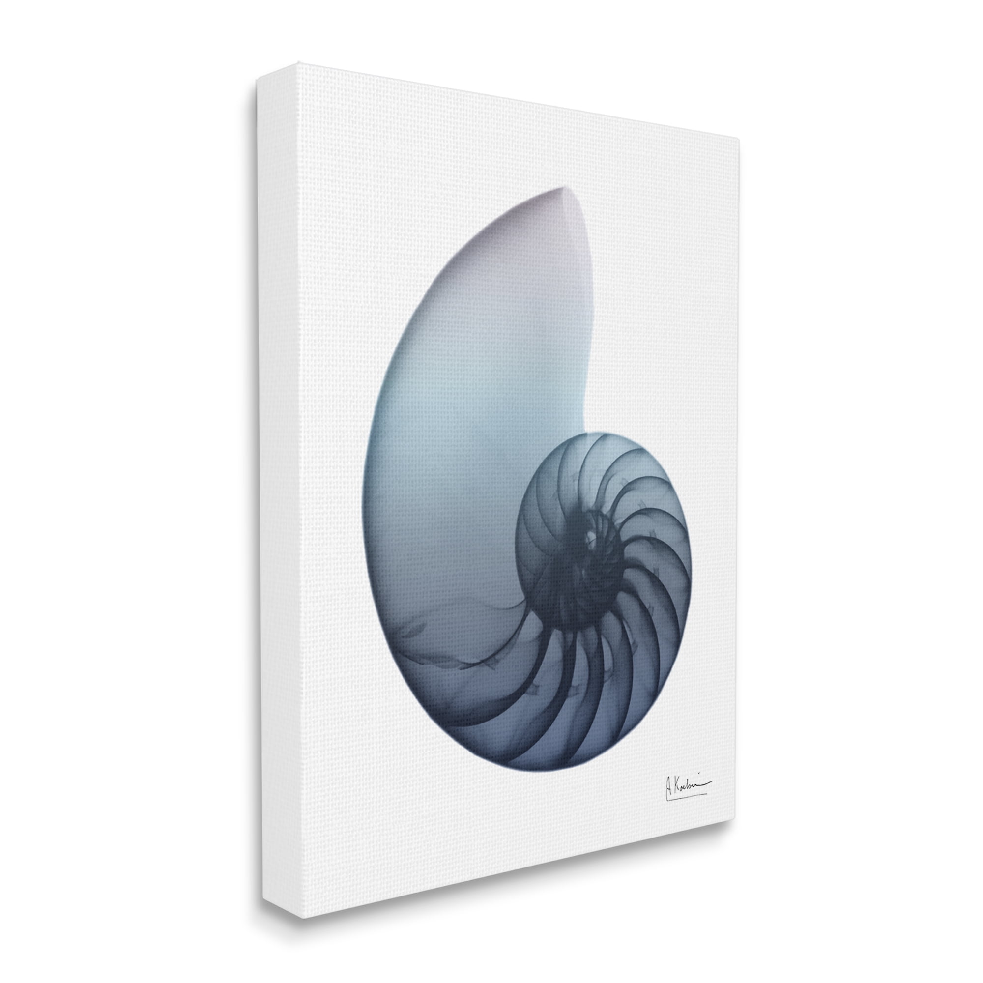 Stupell Industries Contemporary Nautilus Shell Abstract Photography Gallery Wrapped Canvas Print Wall Art, 16 x 20