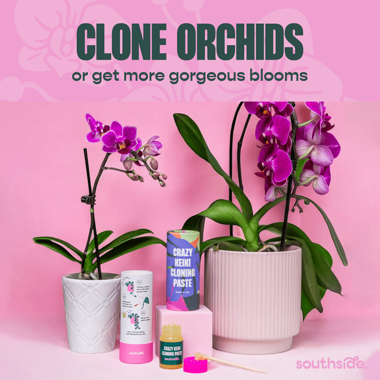 Southside Plants Keiki Cloning Paste 0.25oz for Orchids