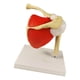 thumbnail image 5 of Modelo de articulación del hombro, modelo anatómico, multifunción, herramienta práctica de enseñanza, accesorios para estudio e investigación., 5 of 9
