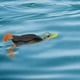 thumbnail image 2 of Señuelo de pesca de pato en superficie 3D de 9,5 cm con doble hélice y anzuelos. Ideal para agua dulce y salada. Incluye accesorios de pesca. Negro, 2 of 9