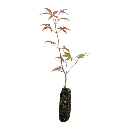 Japanese Maple | Medium Tree Seedling | The Jonsteen (Best Soil To Plant Japanese Maple)