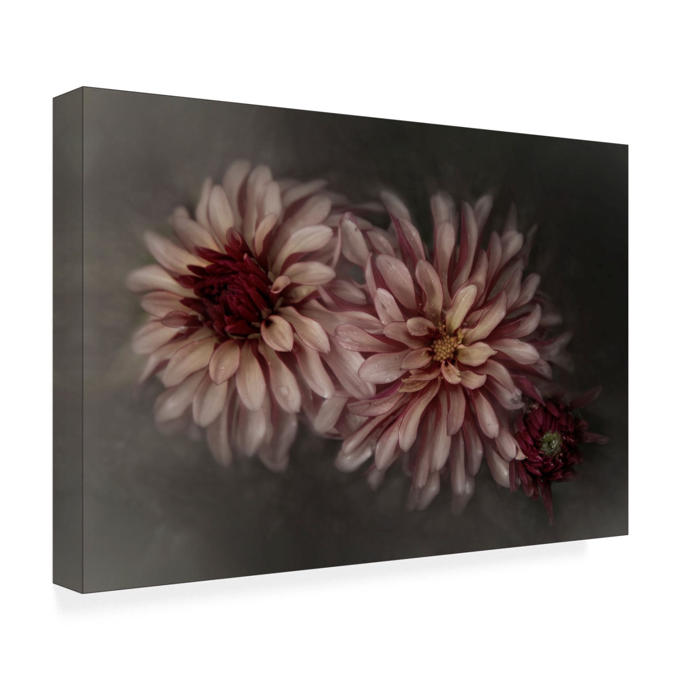 Canvas Wall Art - Gilbert Claes 'Dahlia Family' Wall Art for Living Room, Bedroom, or Office Décor by Trademark Fine Art - 24 x 16 Inches