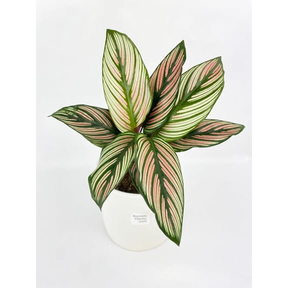 Bumble Plants Calathea Majestica 'White Star' - Full Live Colorful Houseplant in Nursery Pot, Easy Care, Indoor Plant for Beginners