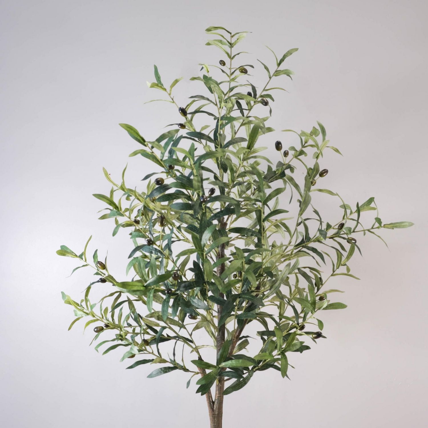Potted Kalama Olive Tree