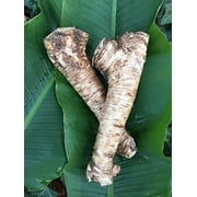 Daylily Nursery Horseradish Root Plant Bulbs