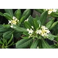 thumbnail image 3 of Compact Green Pittosporum  3 Live Plants  Pittosporum Tobira  Beautiful Fragrant Flowering Low Maintenance Shrub, 3 of 8