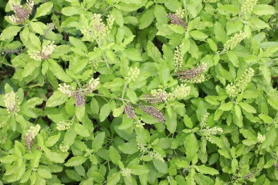 Patchouli Light Essential Oil 15 ml (1/2 fl oz) - 100% Pure and Natural by Silky Scents