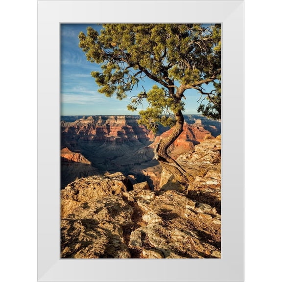 Collins, Ann 14x18 White Modern Wood Framed Museum Art Print Titled - Arizona-Grand Canyon National Park-Pinyon Pine grows cliffside at Hopi Point