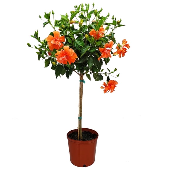 Tropical Plants of Florida 38" to 44" Double Peach Hibiscus Tree; Full Sunlight, Standard Tree