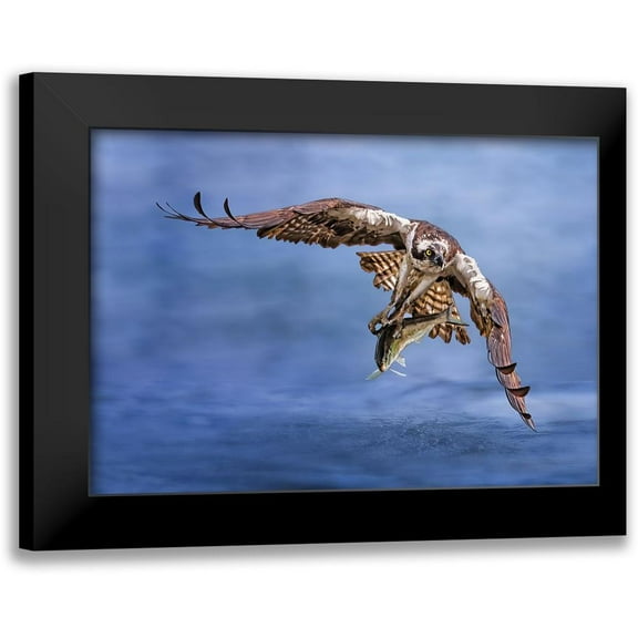 Huang, Tao 14x11 Black Modern Framed Museum Art Print Titled - Osprey