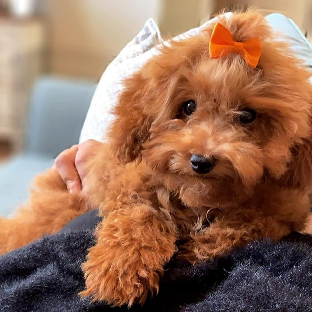 Dog bows top with rubber bands