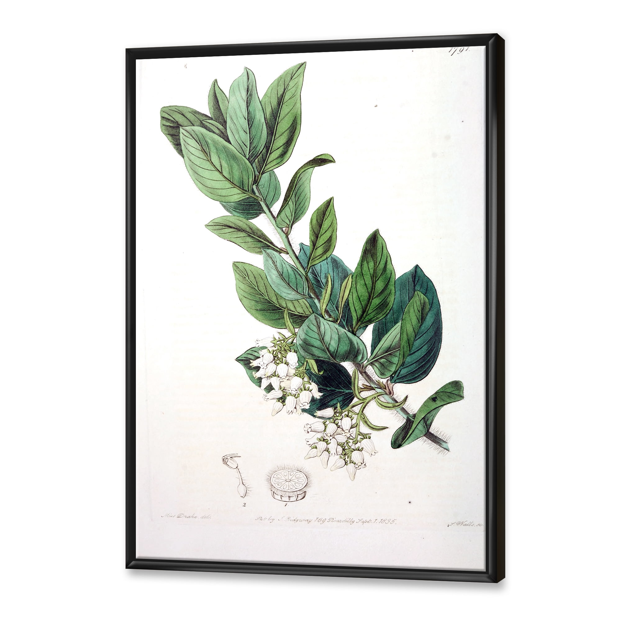 Designart 'Ancient Botanicals XX' Traditional Framed Canvas Wall Art Print