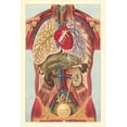 thumbnail image 2 of Art.com Interior View of Human Abdomen Art Print, 12" x 18", 2 of 4