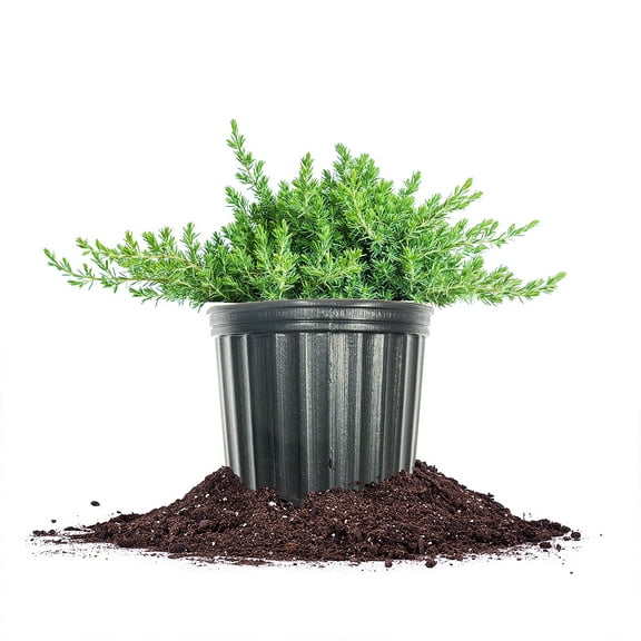 Perfect Plants Blue Pacific Juniper Shrub 3 Gallon