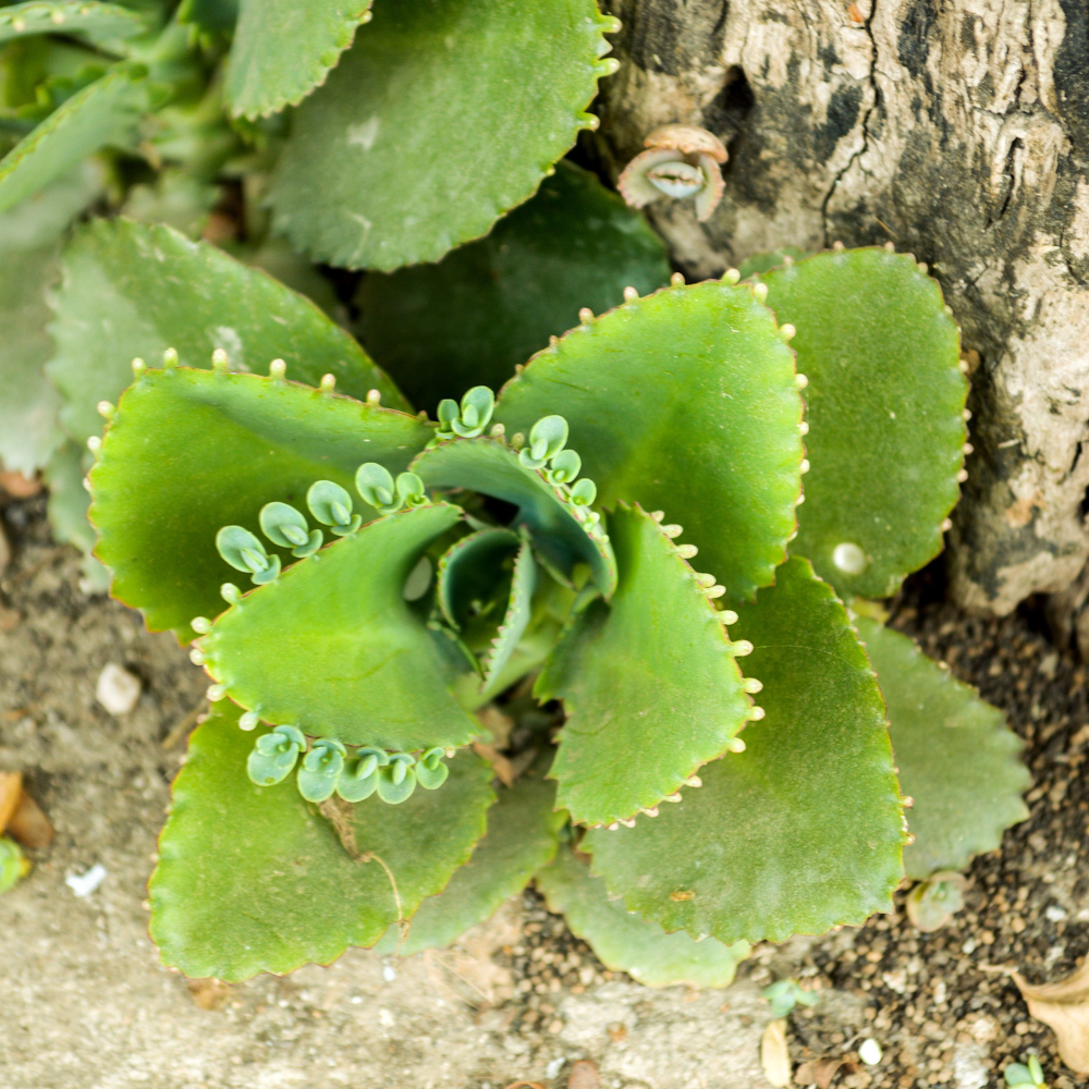 Mother Of Thousands Plant Live, Kalanchoe Succulent Plant in 2" Pot, Indoor Houseplant