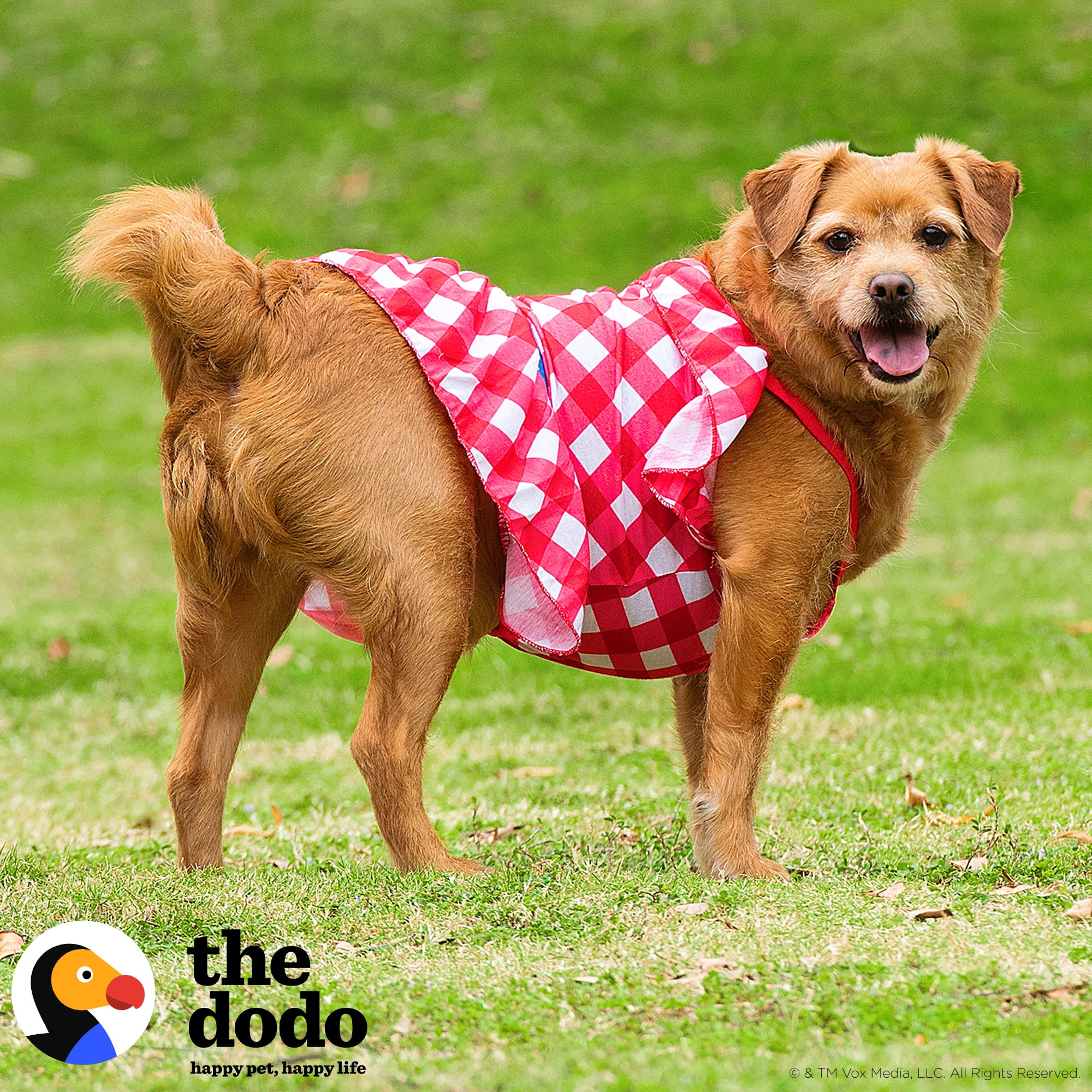 The Dodo Red Plaid Summer Dress for Dogs x-Small