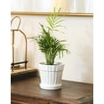 thumbnail image 5 of Neanthe Bella Palm - 4 inch + Minimalist Pot, 5 of 10