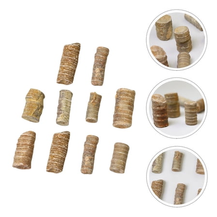 ULTNICE Marine Echinoderm Study Material 10Pcs