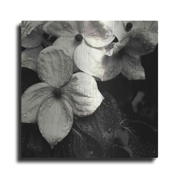 Luxe Metal Art 'Dogwood Flower No. 3' by Gary Horsfall, Metal Wall Art, 36"x36"