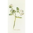 thumbnail image 3 of Margaret Armstrong 9x14 Black Modern Framed Museum Art Print Titled - Phacelia Grandiflora (1915), 3 of 5