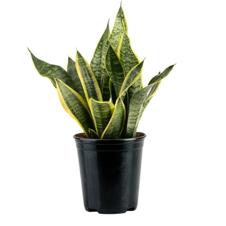 Costa Farms 12" Snake Plant Laurentii Live Plants in 5" Grower Pot