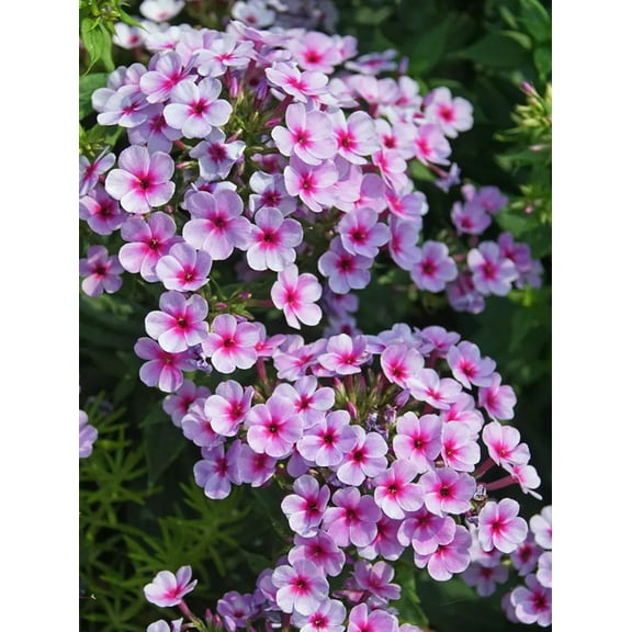 50 Lavender Pop Phlox Seeds
