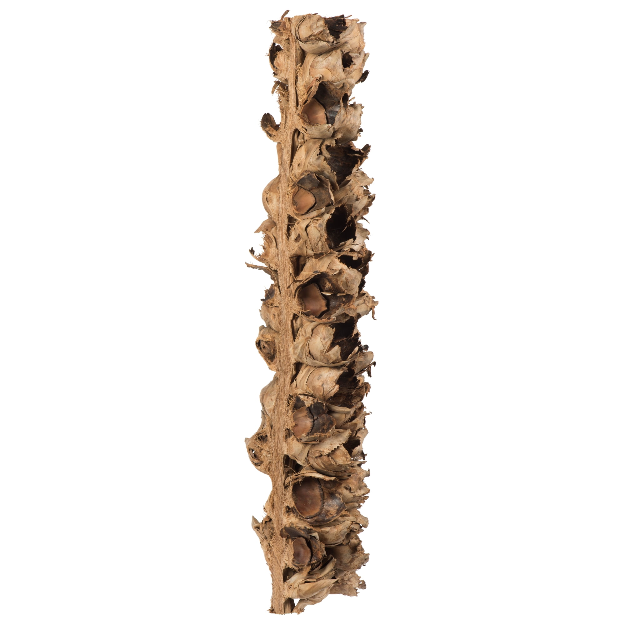 Vickerman 26-28" Natural Giant Seed Pod - Half