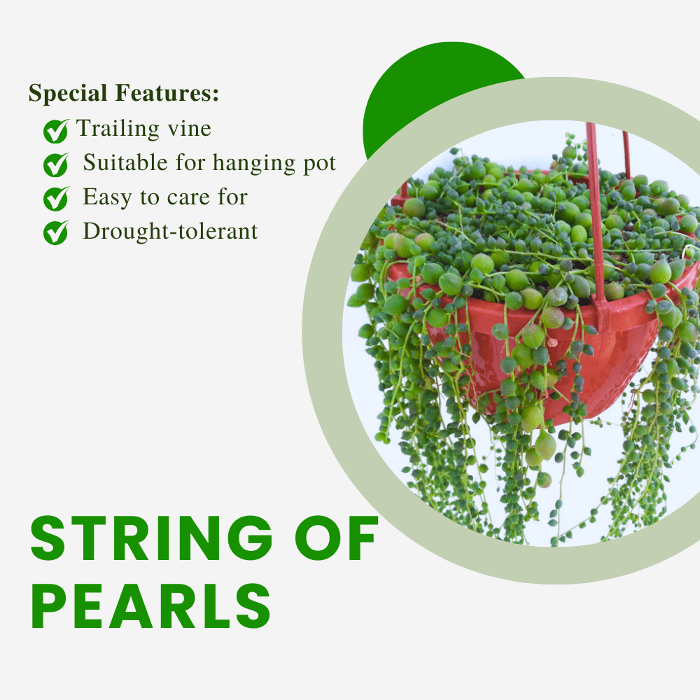 String of Pearl Plant, Live Succulent Houseplant, 4 Inches Pot, String of Pearls Live Plant for Indoor Growing