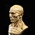 thumbnail image 2 of Modèle de Corps Humain Réaliste, Statue en Résine, pour Décoration de Fête Bar Maison - Jaune Antique, 2 of 6