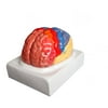 Walter Products Regional Brain Model, 2 Parts