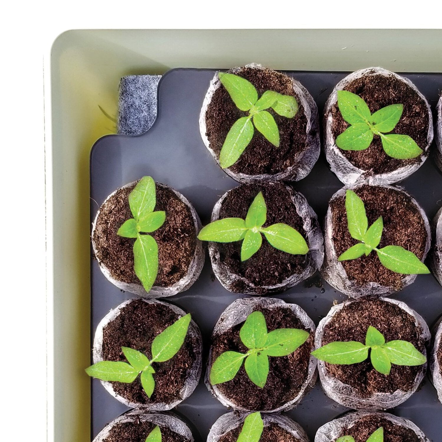 Jiffy 34-Cell 11 In. x 11 In. Self Watering Greenhouse Seed Starter Kit (2 Pack)
