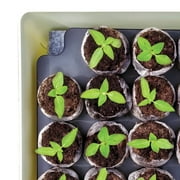 Jiffy 34-Cell 11 In. x 11 In. Self Watering Greenhouse Seed Starter Kit T34HG