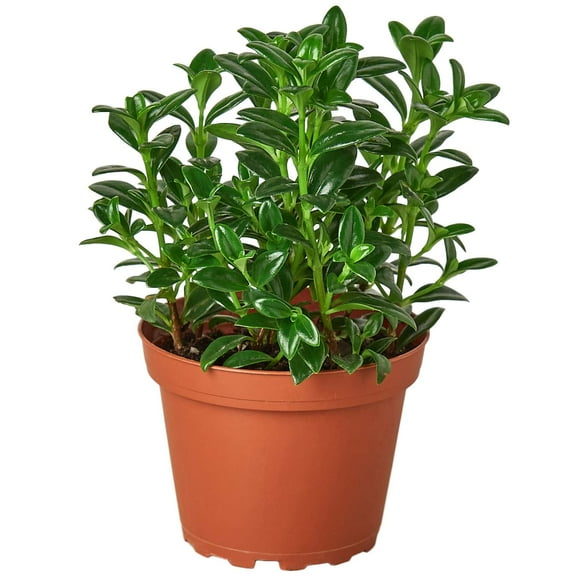 Nemetanthus Candy Corn | Brazilian Firecracker Live Plant for Indoor | Different Houseplants in 4'' & 6'' Pot | Real House Plant for Living Room, Office, Desk & Bathroom