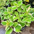 thumbnail image 2 of 2 Plectranthus Swedish Ivy Plants Live To Grow, In 3 Inch Pot, Variegated Swedish Ivy Live Plant, Swedish Ivy Mint Starter Plants, 4-6" Tall, 2 of 6
