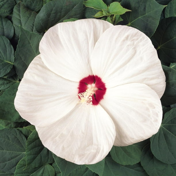 Luna Series F1 Hibiscus Flower Garden Seeds White 25 Seeds Perennial Flower Gardening Hibiscus Moscheutos Walmart Com Walmart Com