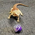 thumbnail image 2 of Vehomy 6Pcs Lizard Bearded Dragon Feeding Toys Ball Reptile Food Toys Ball Lizard Interactive Toys for Bearded Dragon, Lizard, Gecko and Small Animals, 2 of 6